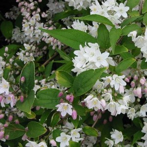 Саженец дейции розовой Кампанулата (Campanulata) 