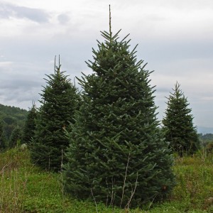 Саженец Ели Сибирской 100-150 см