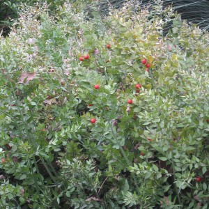 Саженец иглицы Понтийской