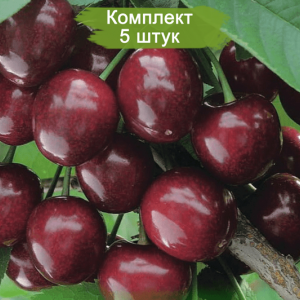 Саженцы черевишни Фесанна -  комплект 5 шт.