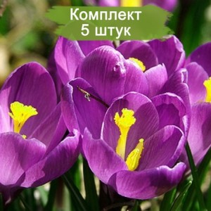 Луковицы крокуса крупноцветкового Флауэр Рекорд (Flower Record)  -  комплект 5 шт.