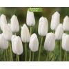 Луковицы тюльпана Альбатрос (Albatros) -  комплект 5 шт.