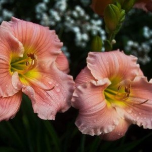 Саженец лилейника Барбара Митчелл (Barbara Mitchell)