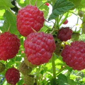 Саженец ремонтантной малины Аленушка (Красная)