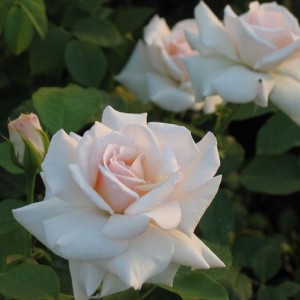 Саженец плетистой розы Сван Лейк (Swan Lake)