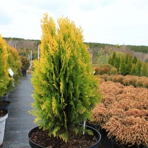 Саженец Туи Восточной 40-60 см